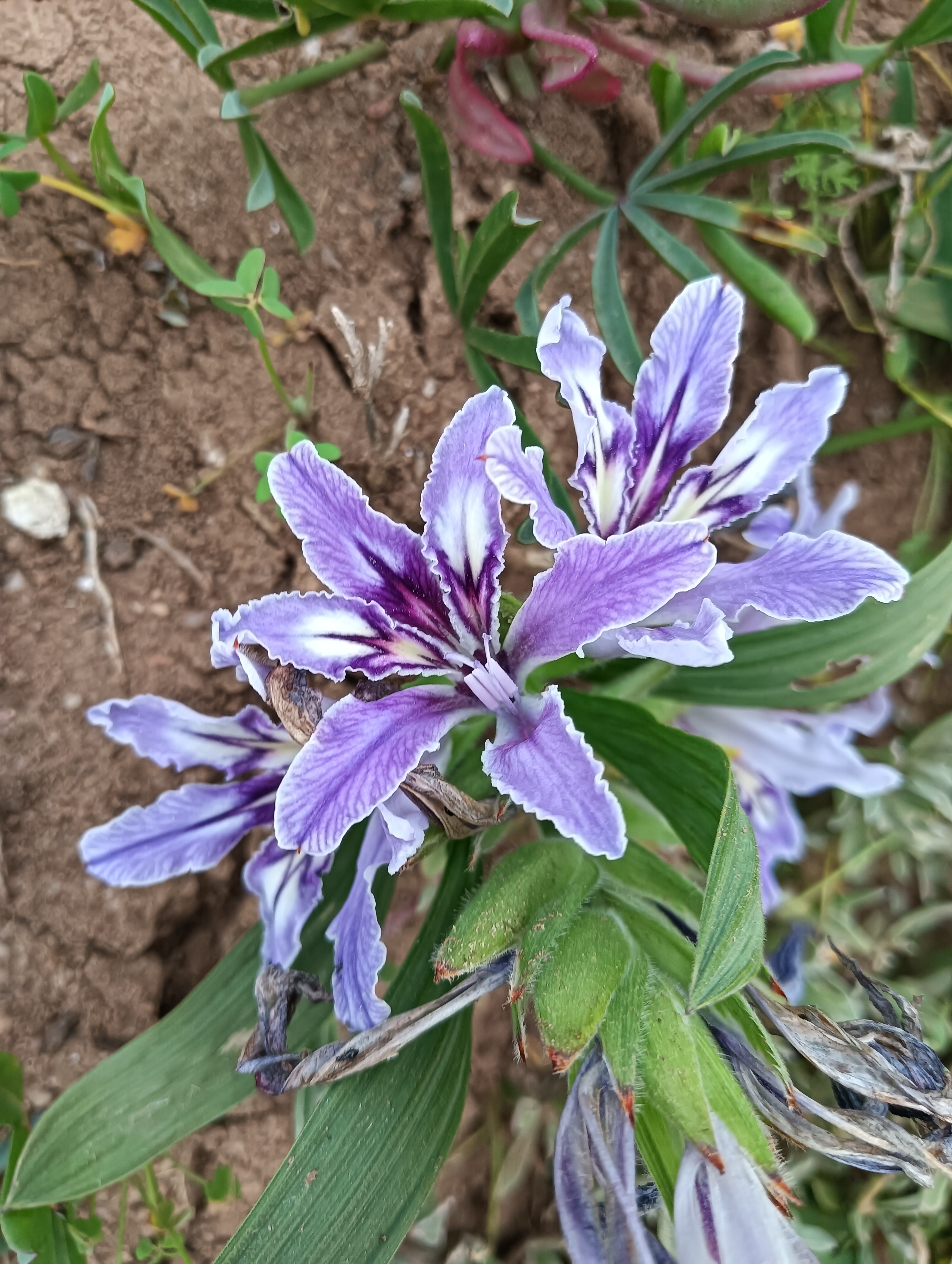 Babiana sambucina (Pronkbobbejaantjie)  with their 'landing strips' for the pollinators